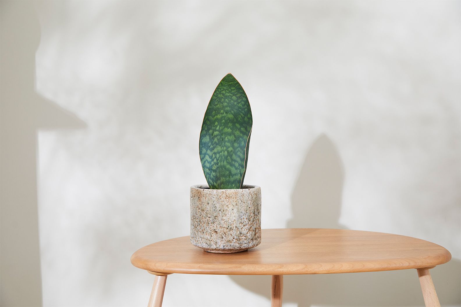 Single leaf snake plant in a pistachio fractured pot