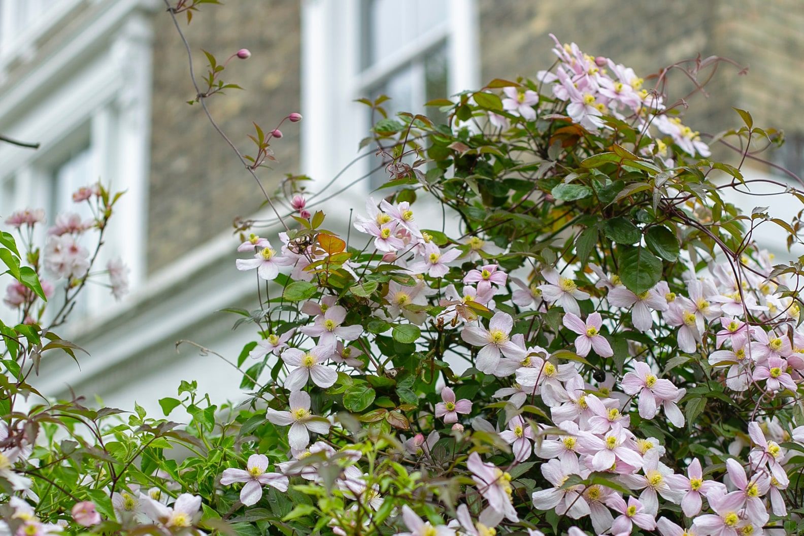 A clematis growing up an outdoor structure in an urban garden