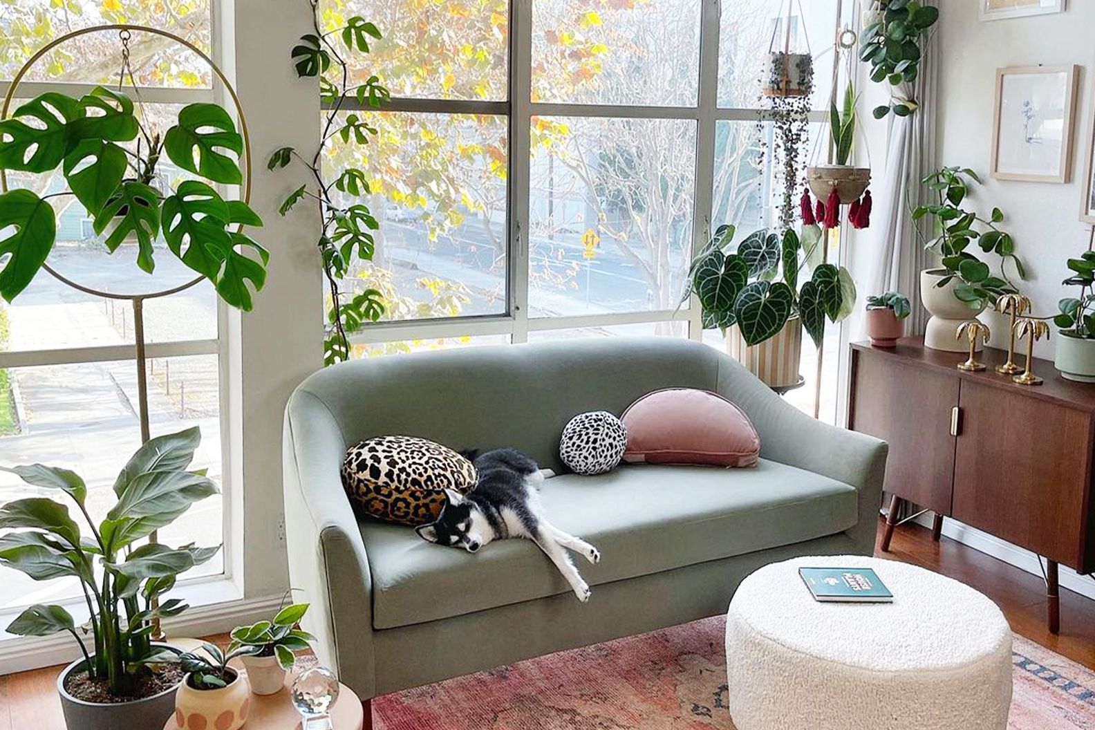 Husky dog lying on a sofa in a living room with a monstera, string of hearts and snake plant hanging in pots from the ceiling.