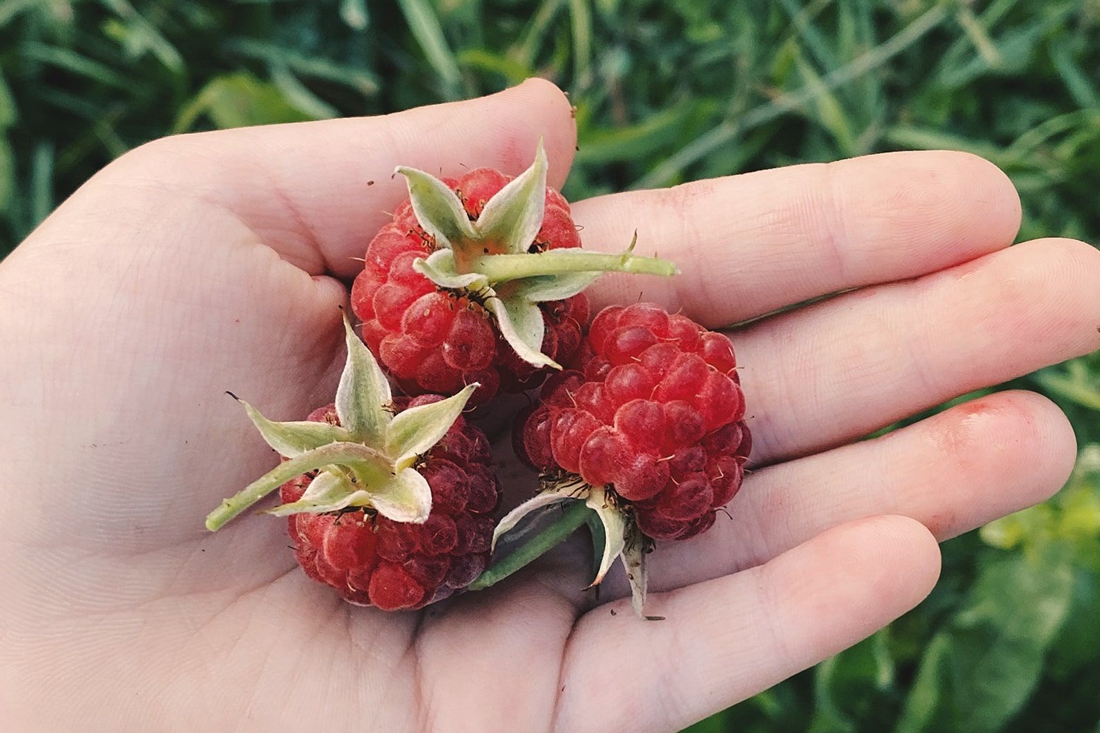 Hand holding three raspberries