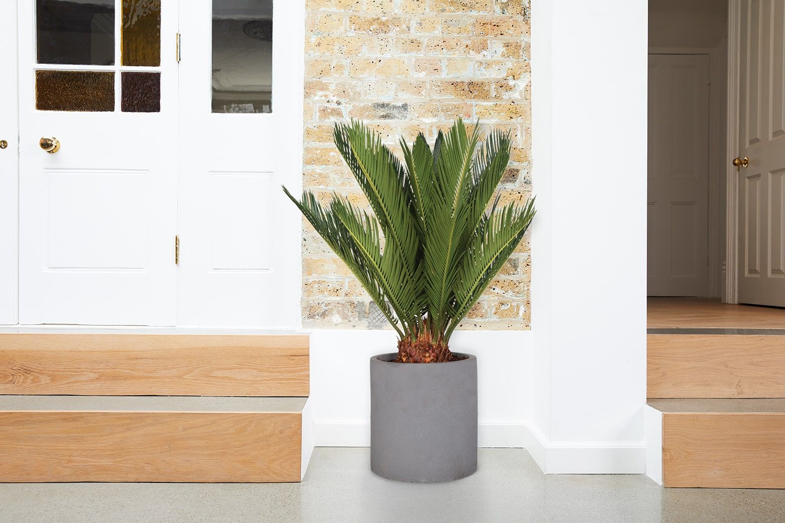 A cycad in a grey fibrestone pot in a conservatory