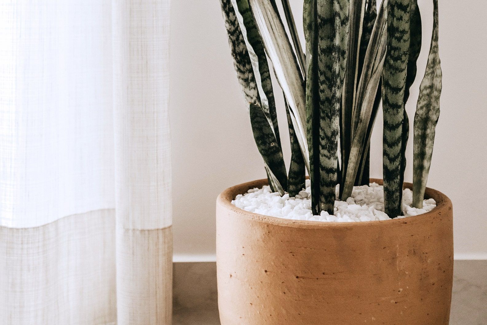 Close-up of a snake plant by a window in a terracotta pot with small white stones covering the soil