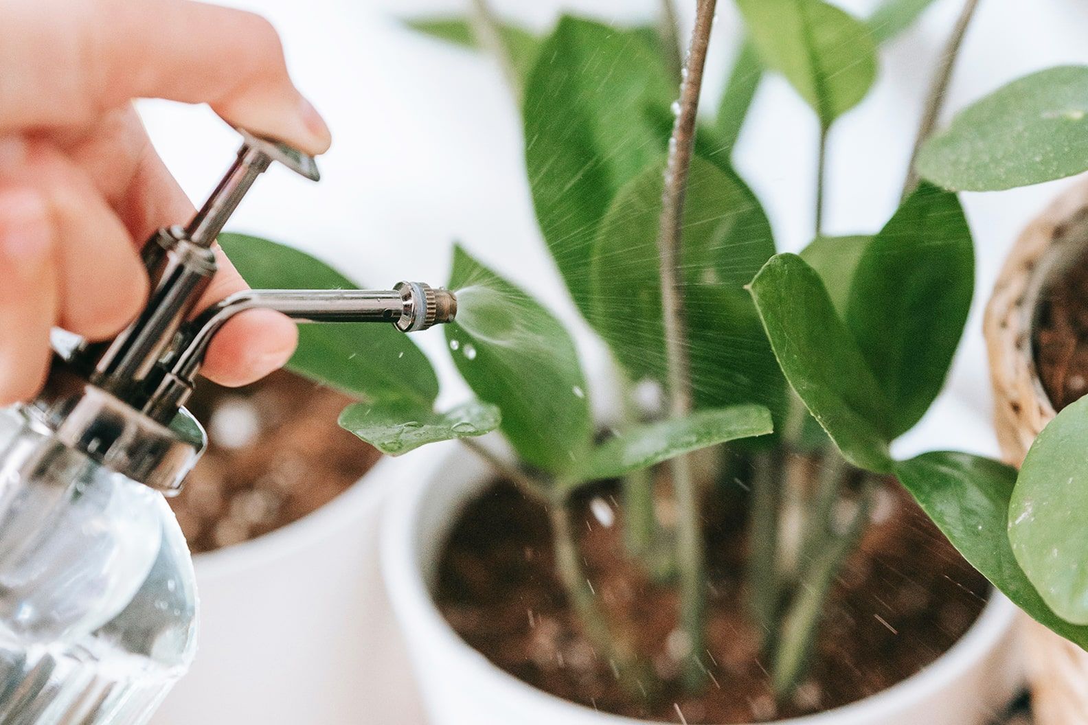 Someone using a glass mister to mist a ZZ plant