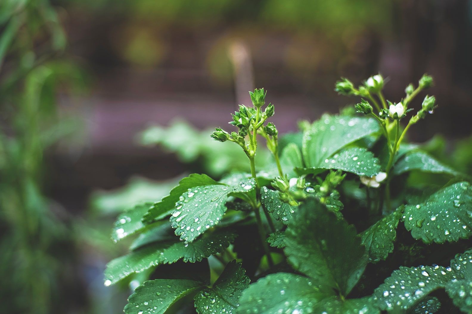 Close up of potatoe foliage