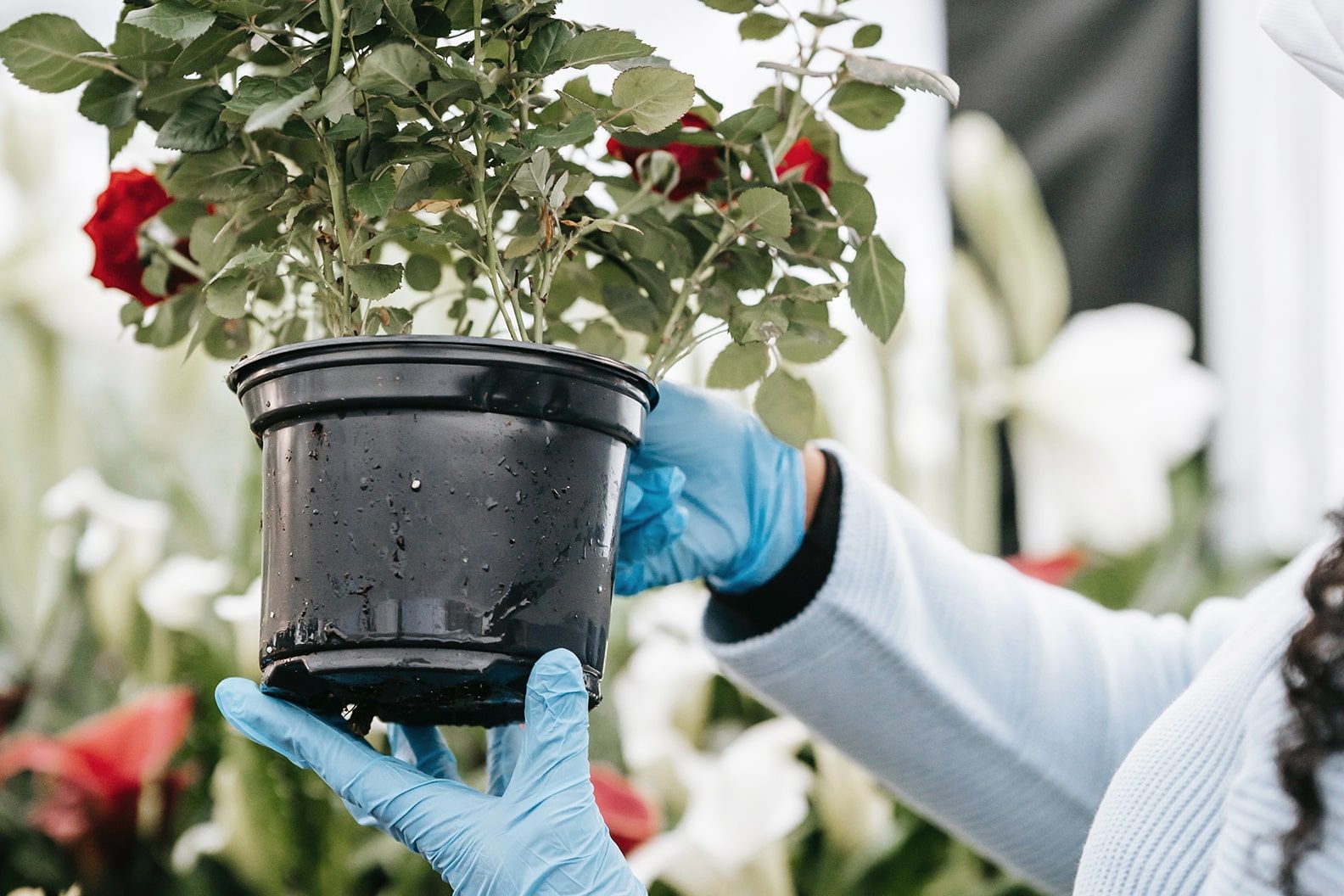 Close-up of a person examining a potted outdoor rose bush