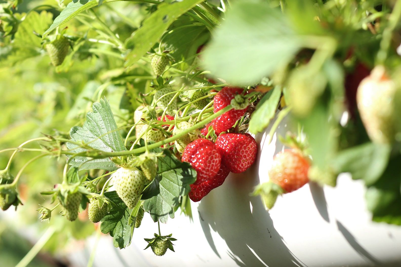 Close up of strawberries