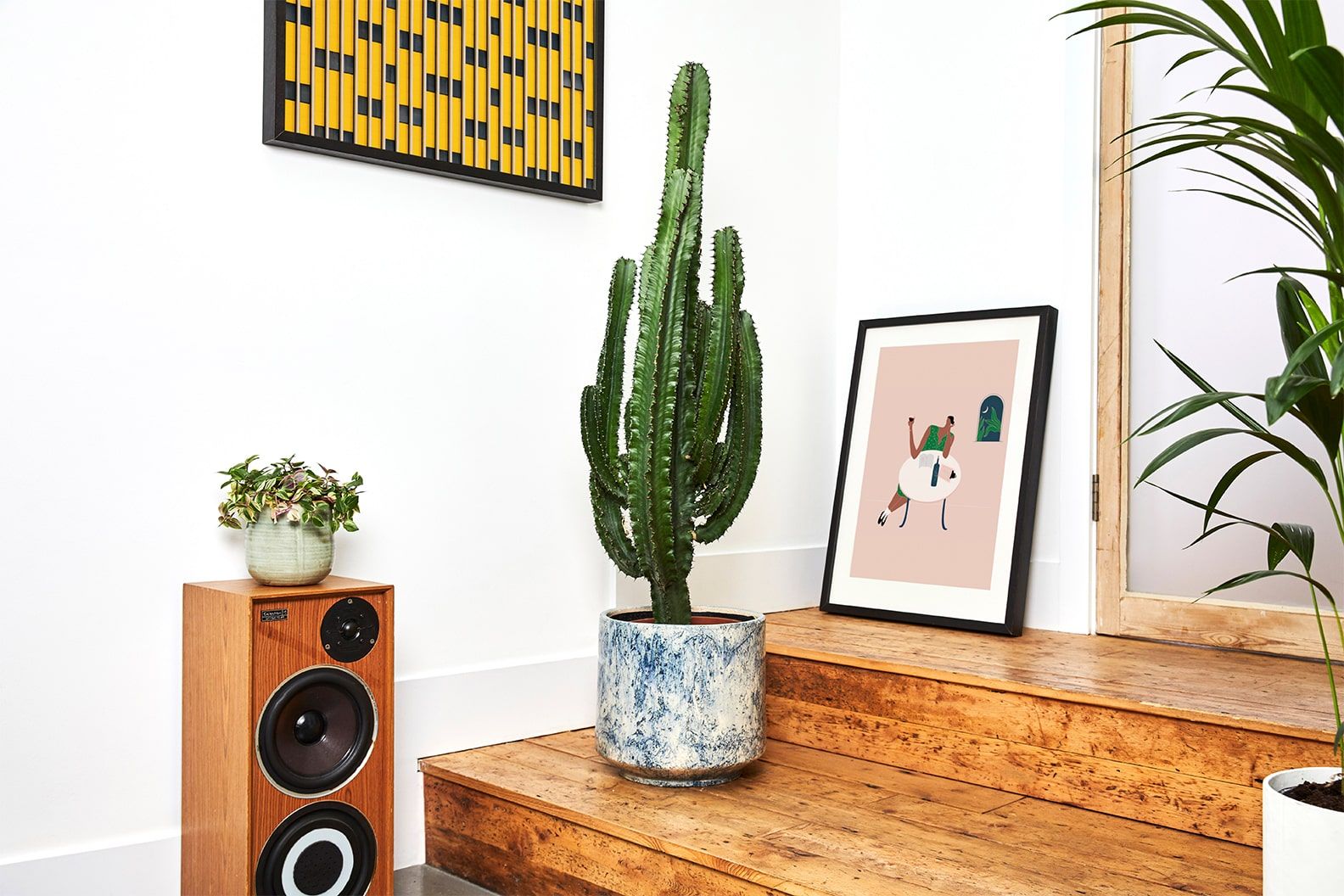 Large euphorbia in a blue fractured pot in a hallway on flight of stairs