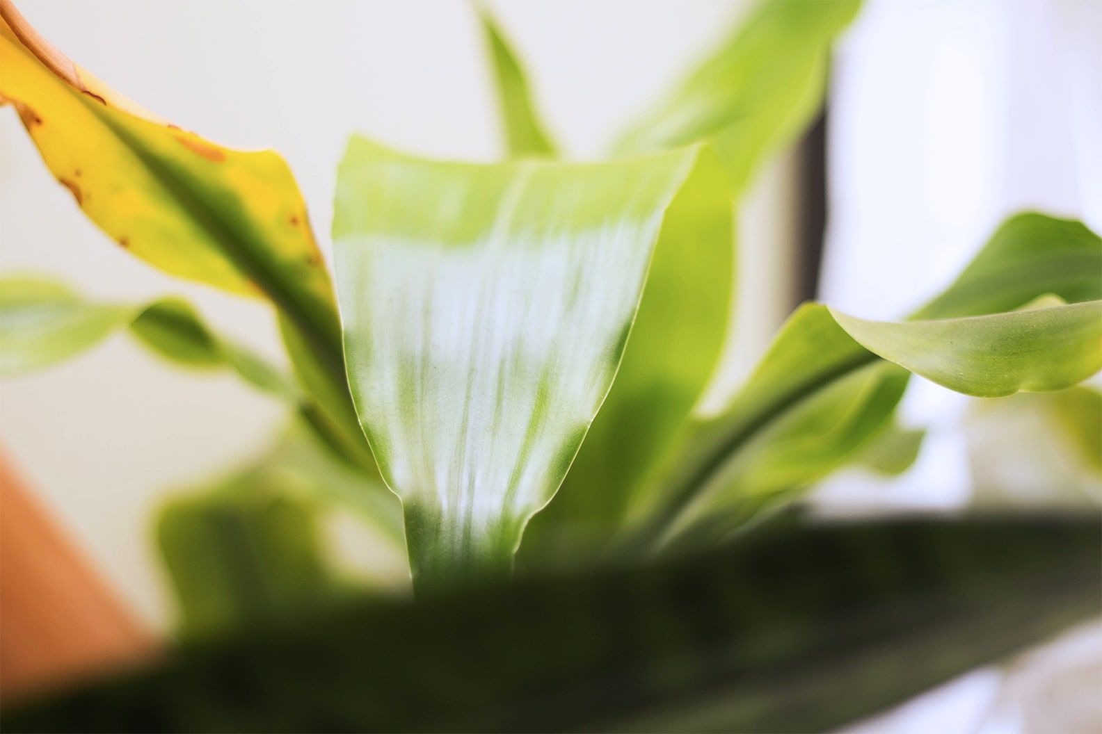 Close-up of birds nest fern leaves with a yellow leaf.