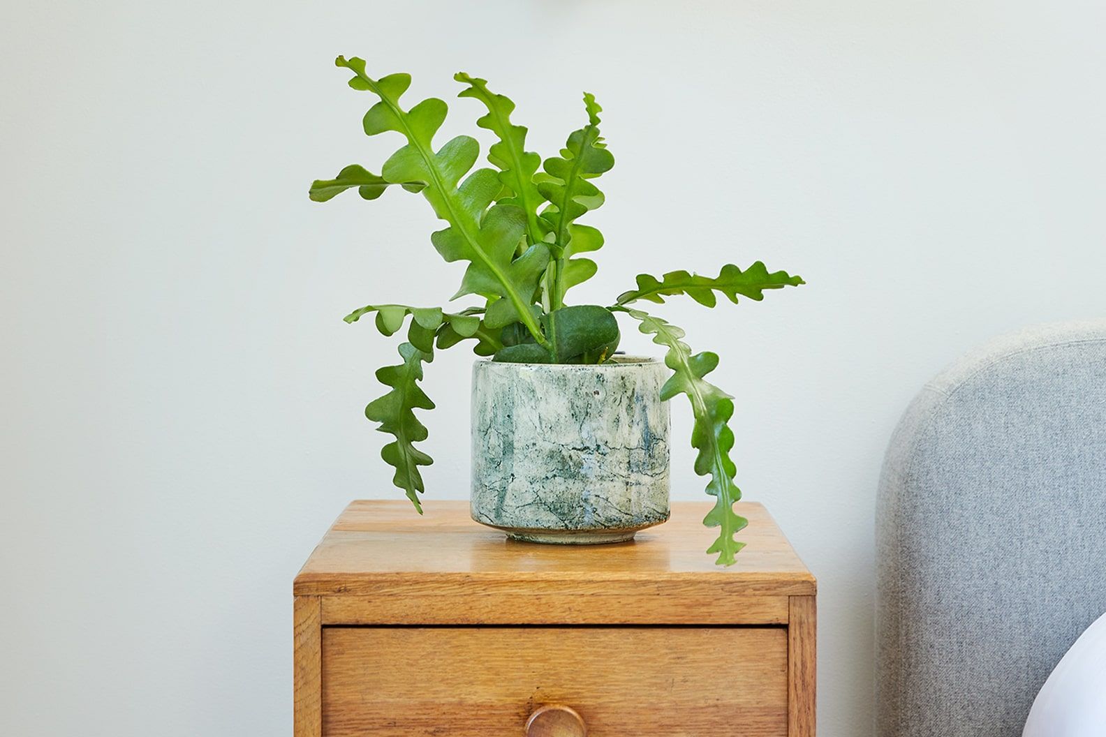 A fishbone cactus in a green fractured pot on a bedside table in a bedroom