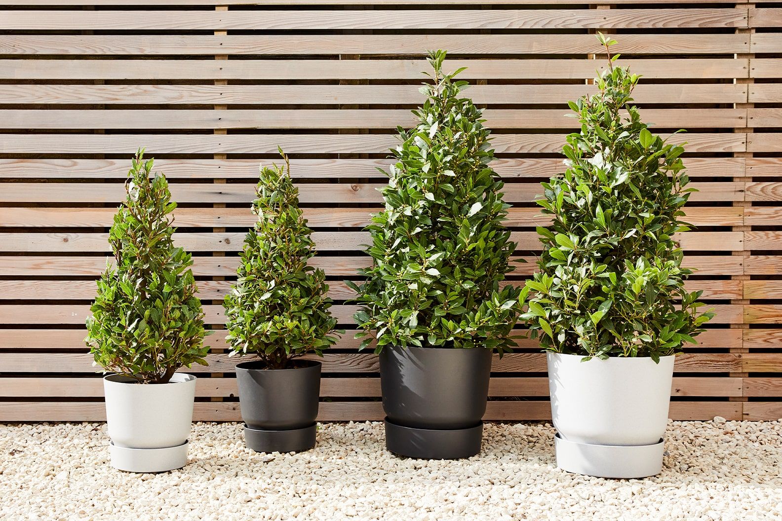 Row of four pyramid bay trees outside against a wooden fence