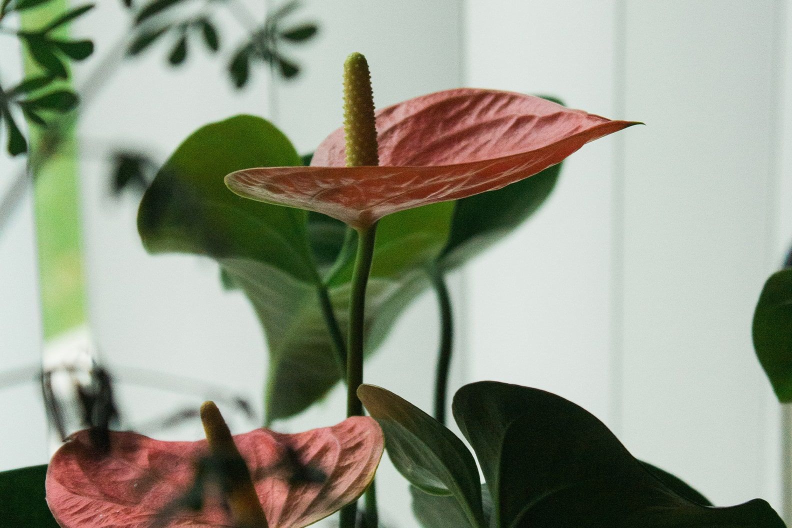 Close-up of an anthurium flower