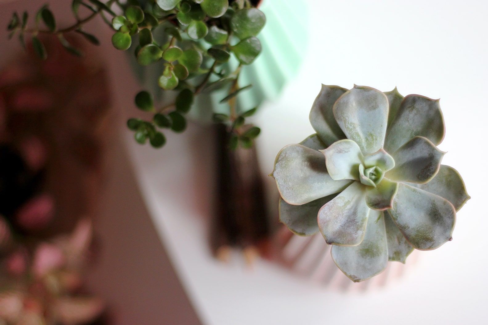 Bird's eye view of a purple succulent on a window sill