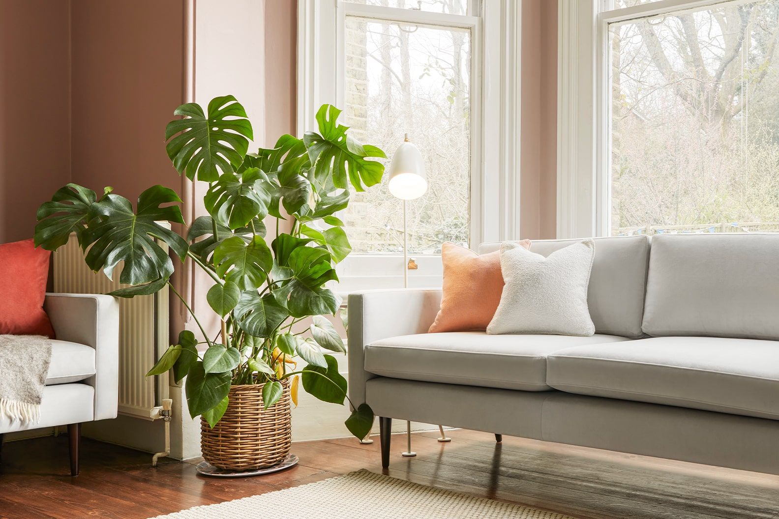 Large Swiss Cheese plant in a wicker basket, next to a window in the lounge