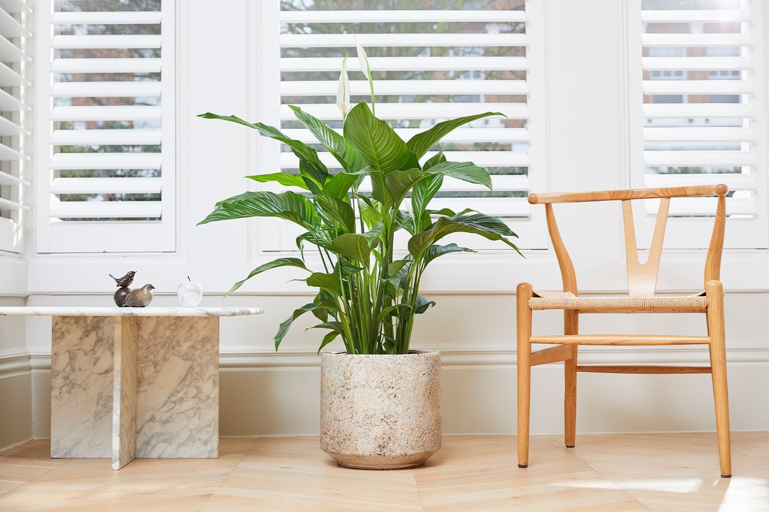 Large peace lily in a pistachio fracture pot