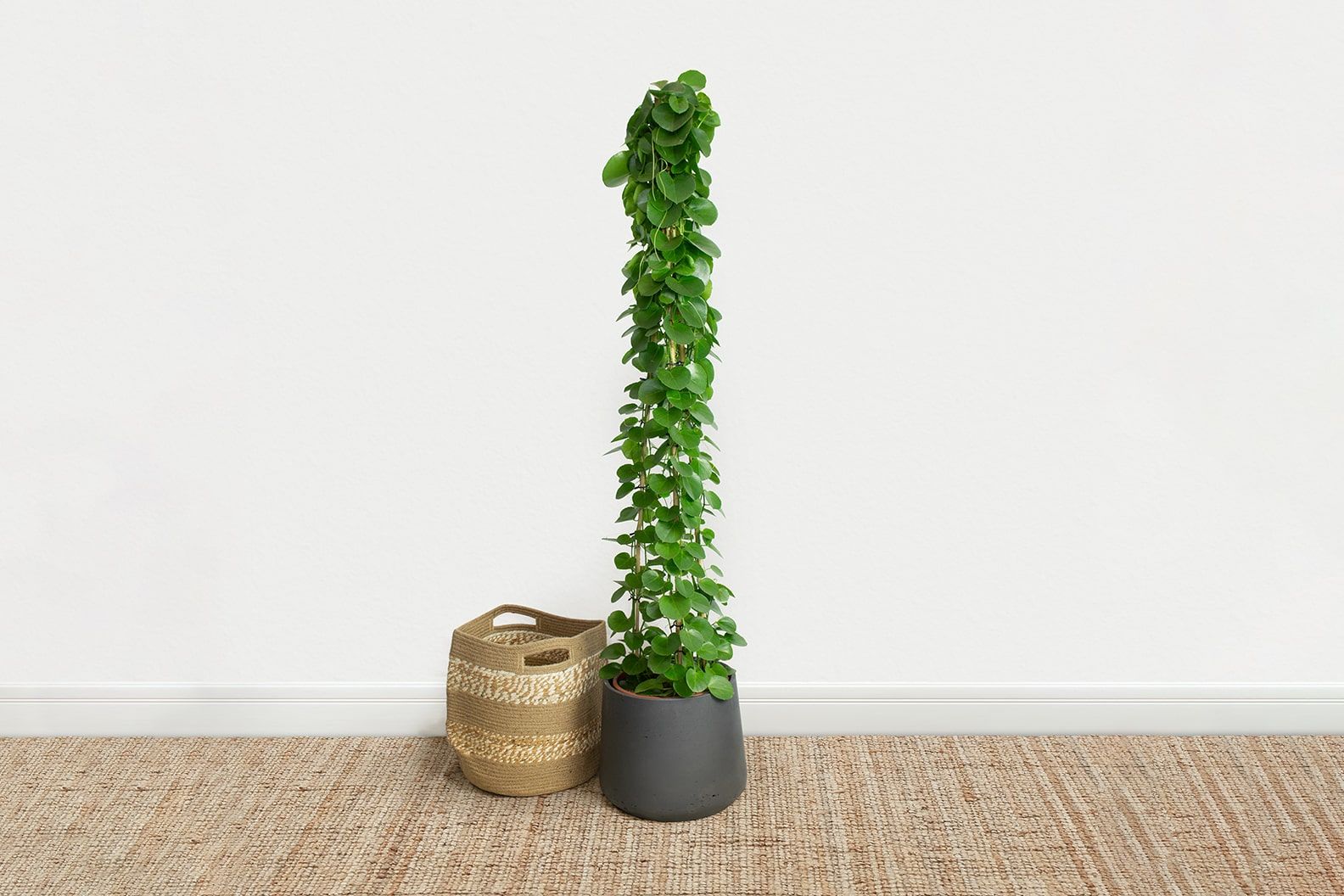 Grape ivy plant in a black clay pot in a living room