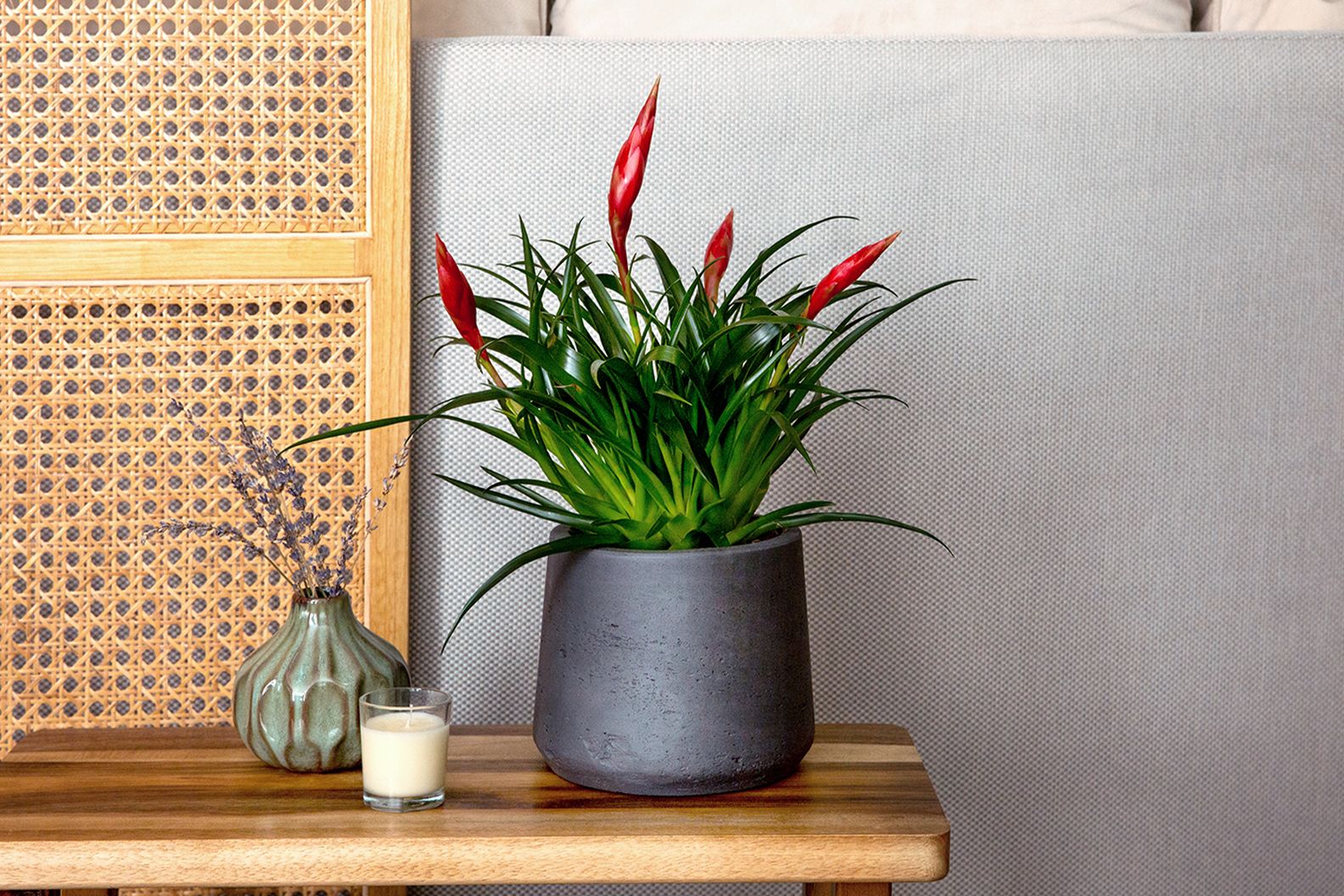 A flaming sword 'Astrid' in a decorative pot on a side table in a living room