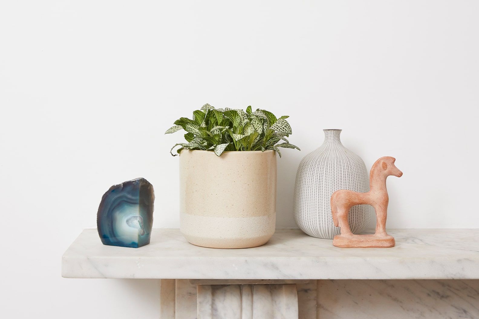 A red fittonia in a cream dipped pot on a mantlepiece in a living room