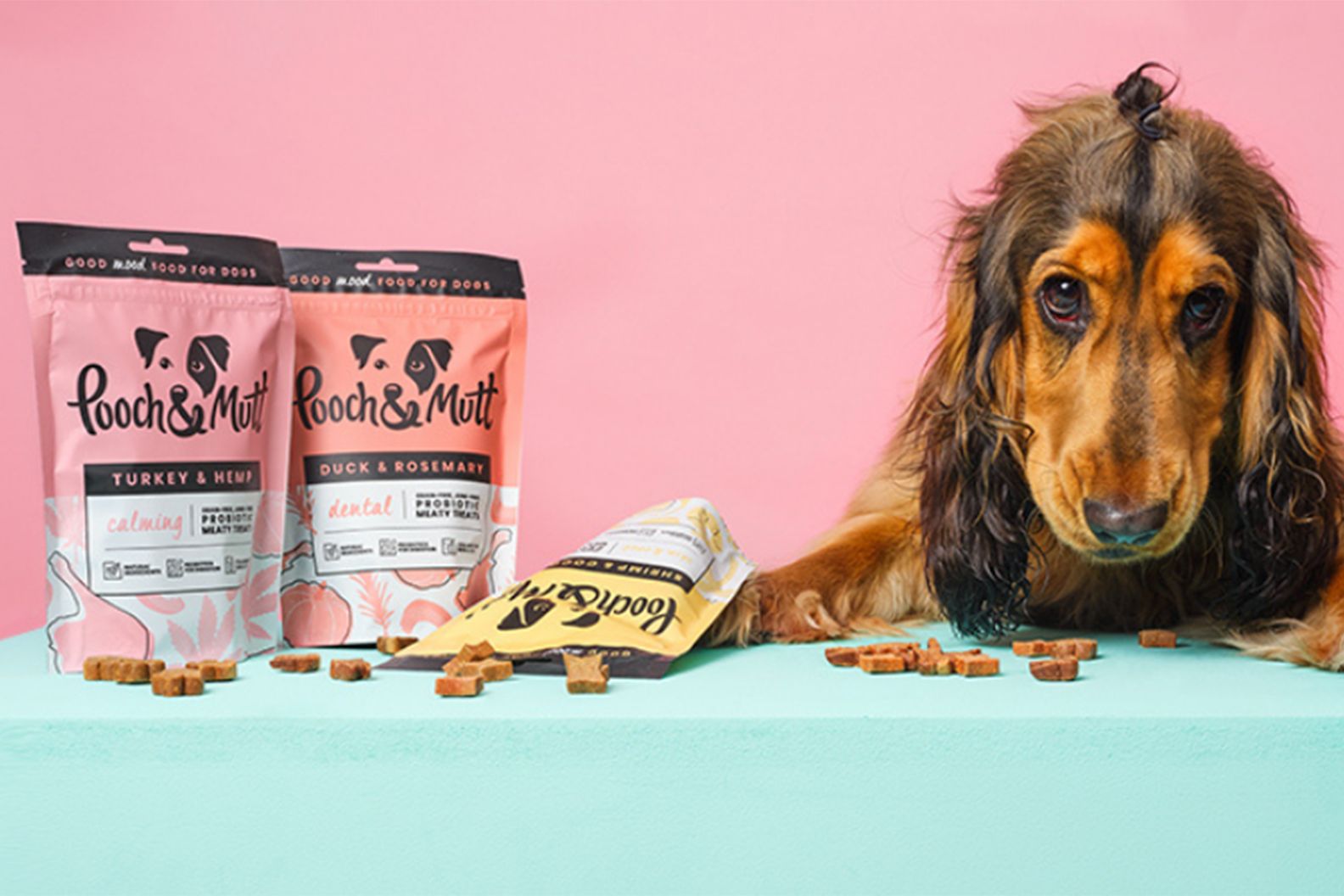 A dog with Pooch and Mutt dog treats in a studio environment