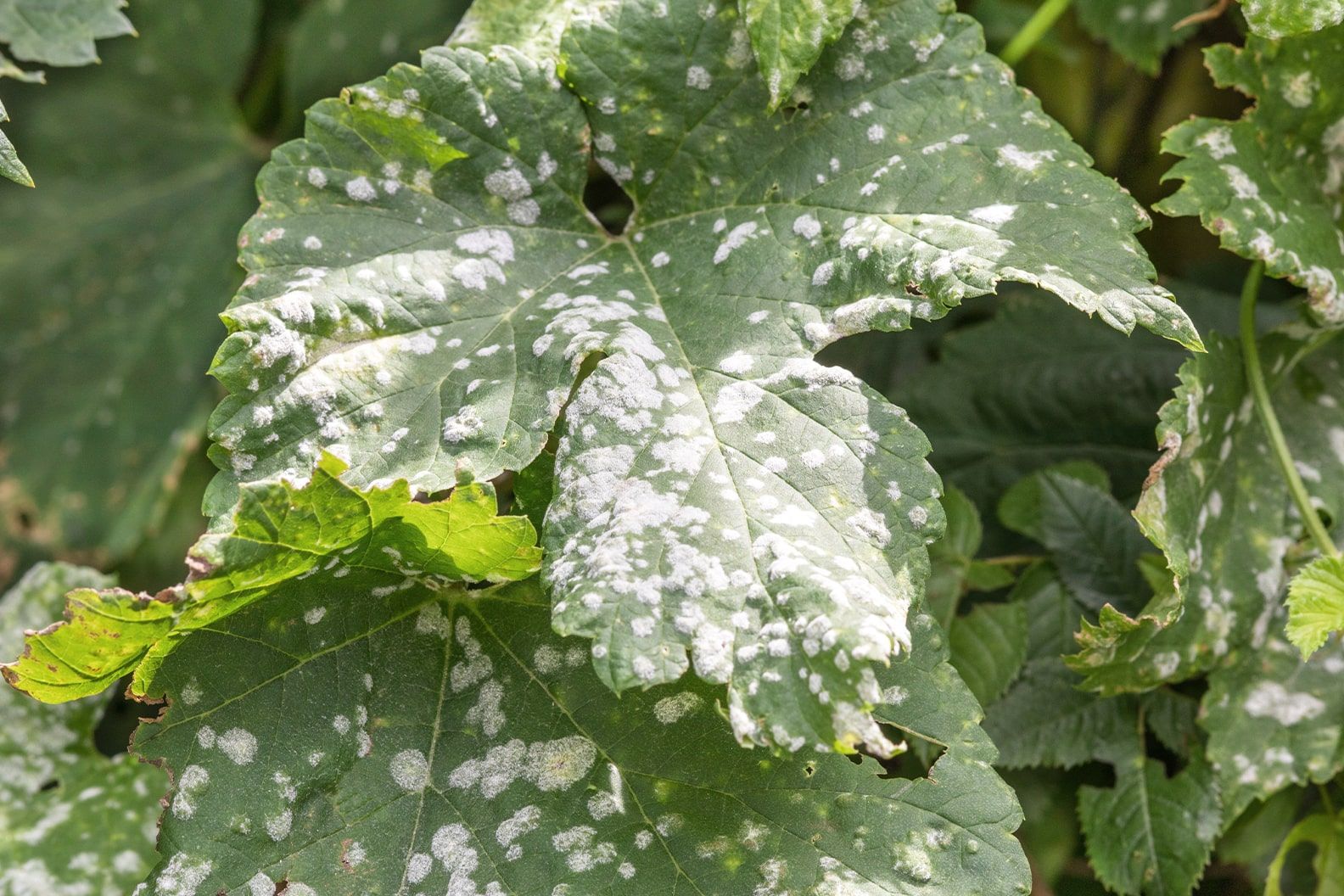 Mildew on the leaves of an outdoor plant