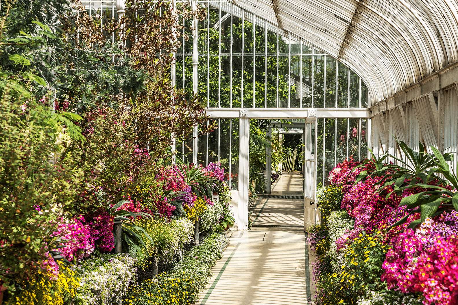 Pink, purple, and yellow flowers grow large either side of the pathway through the greenhouse.