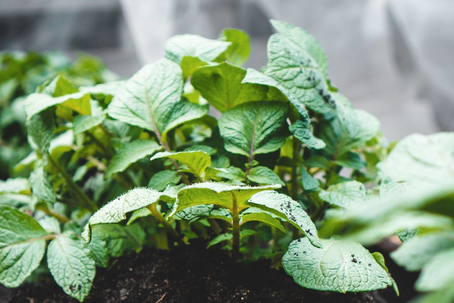 Close up of potatoe foliage with holes in the leaves