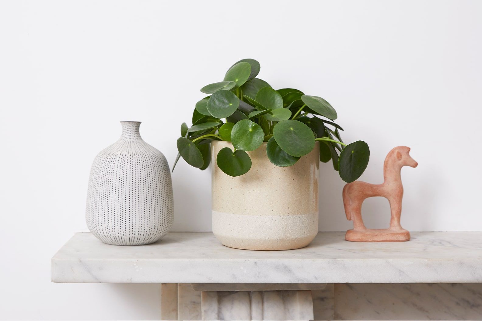 Chinese money plant in a stone dipped pot on a side table