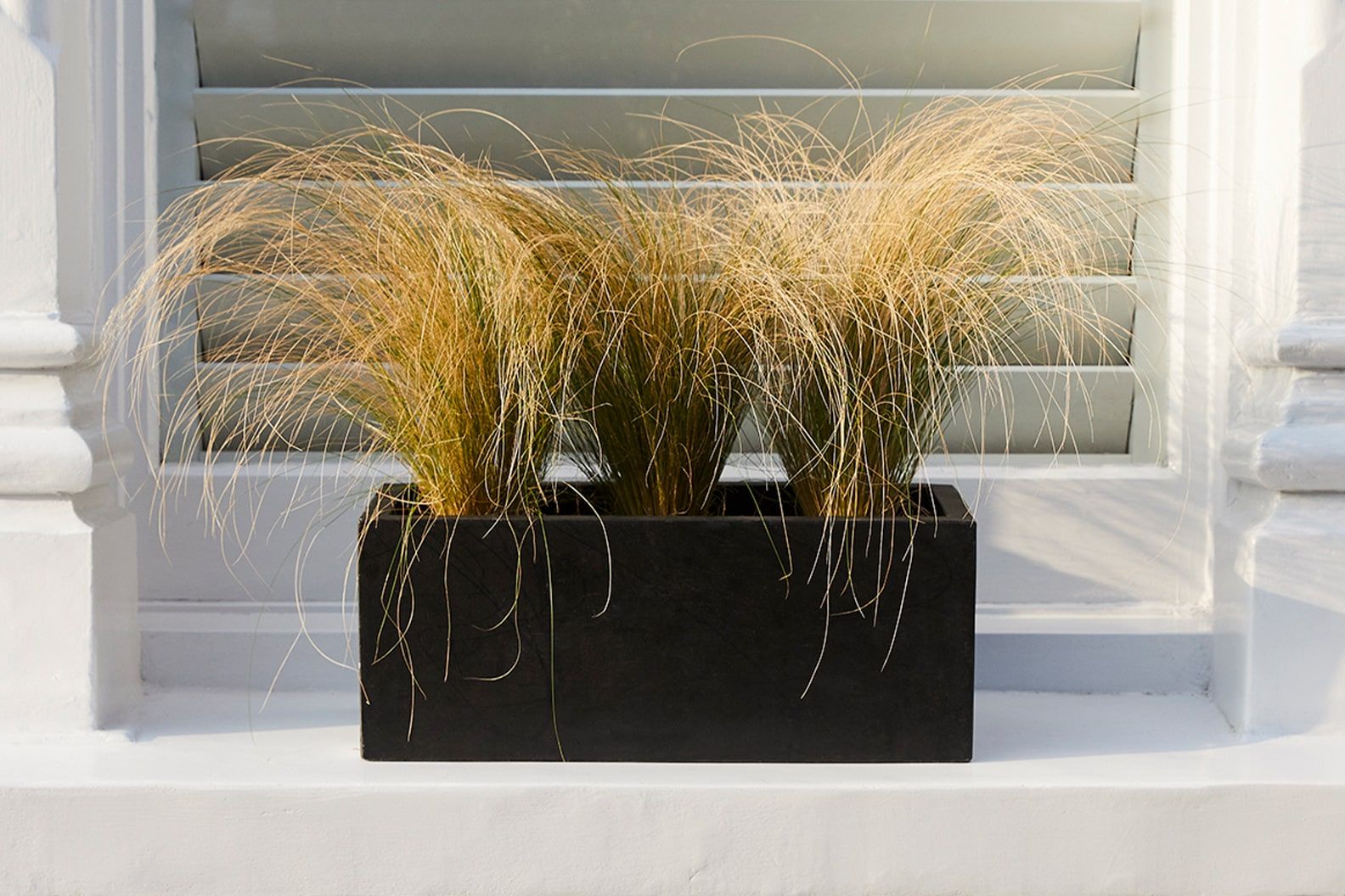 Three angel hair grasses planted in a black fibrestone trough on an outdoors windowsill.