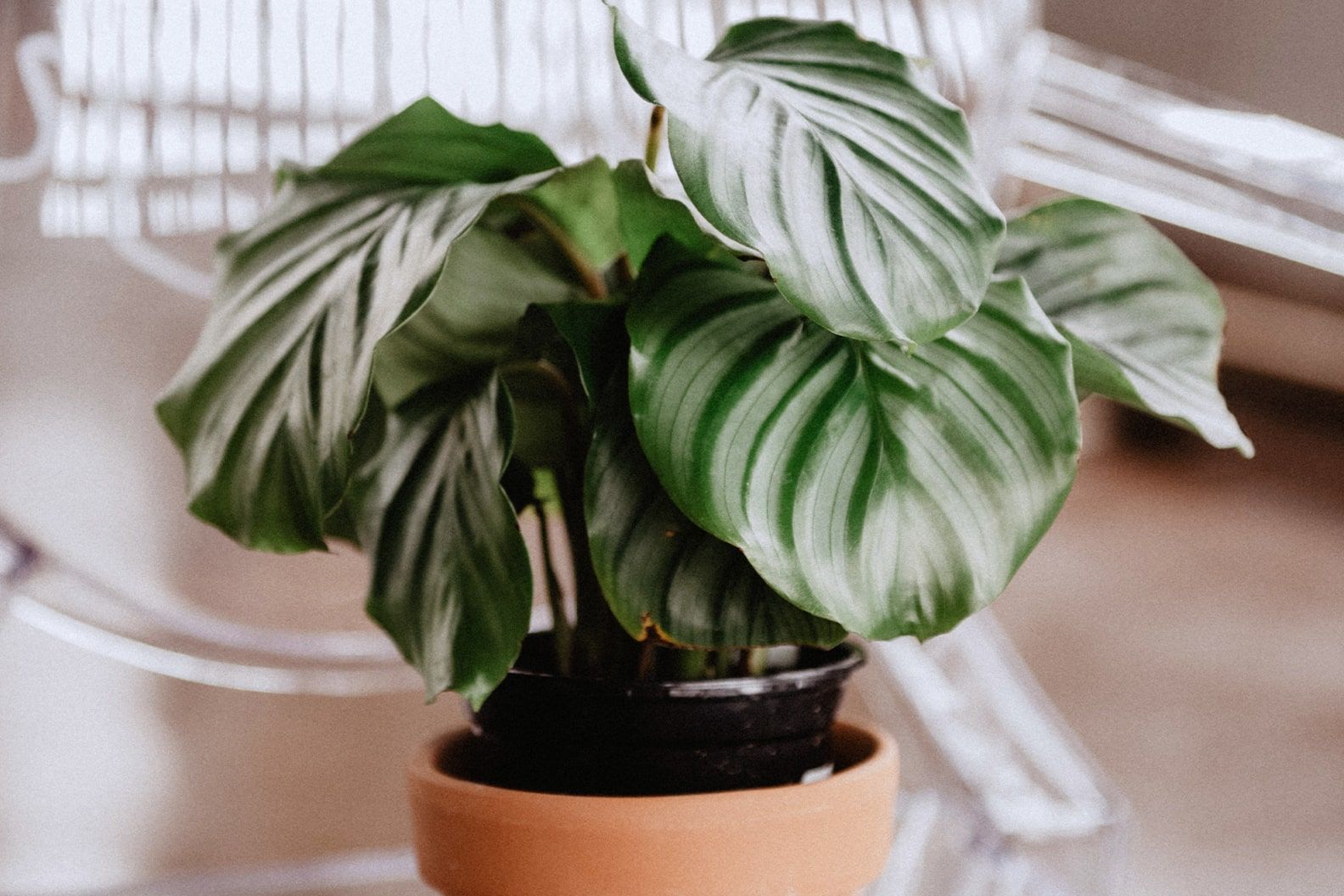 A calathea in a nursey pot that is too small and rising out of the decorative terracotta pot