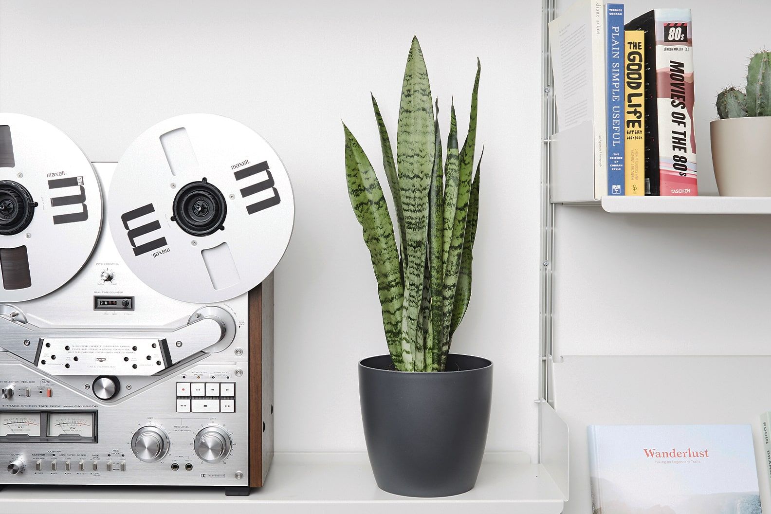 A snake plant in a plastic curved pot on a shelf in a study