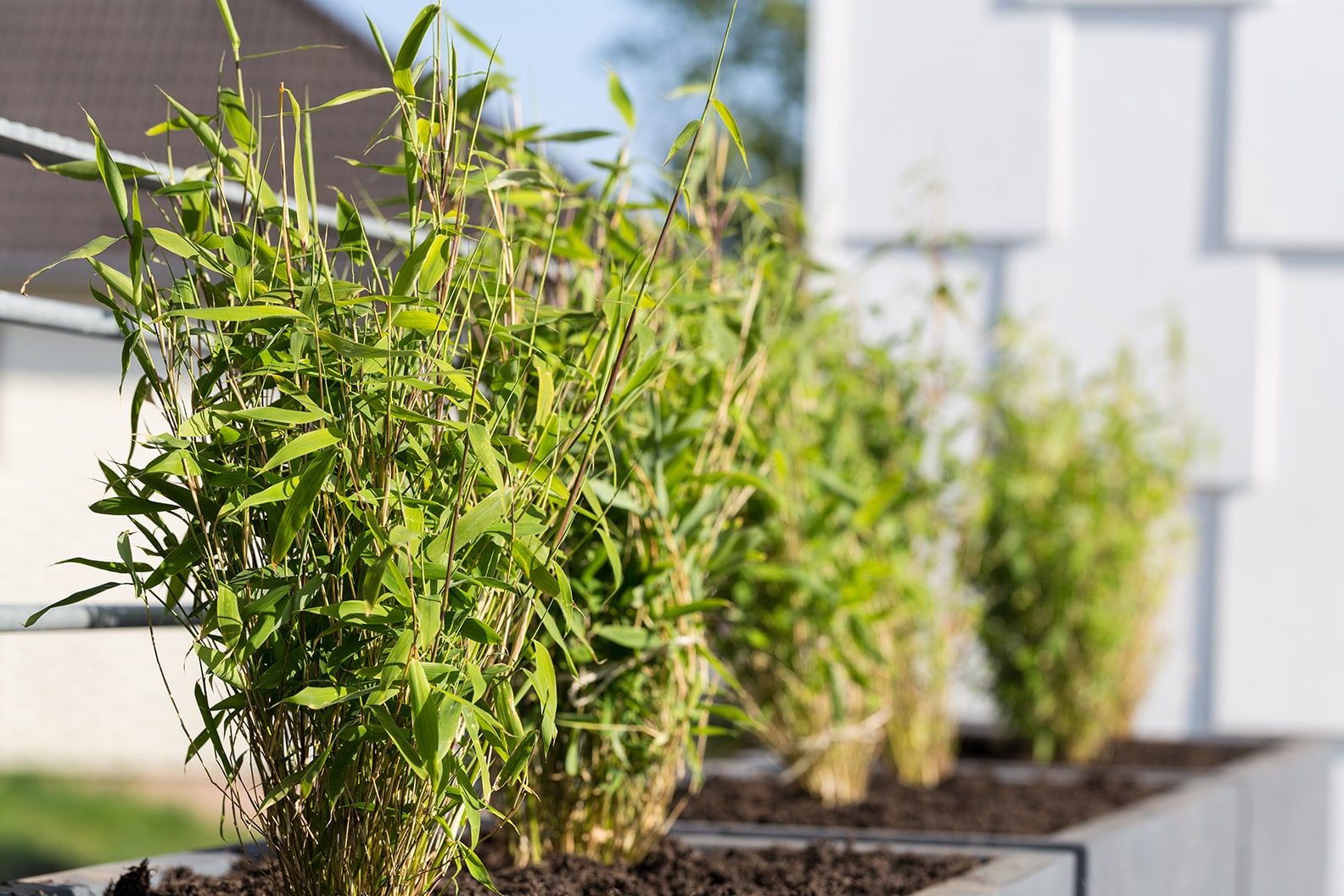 A row of Bamboo