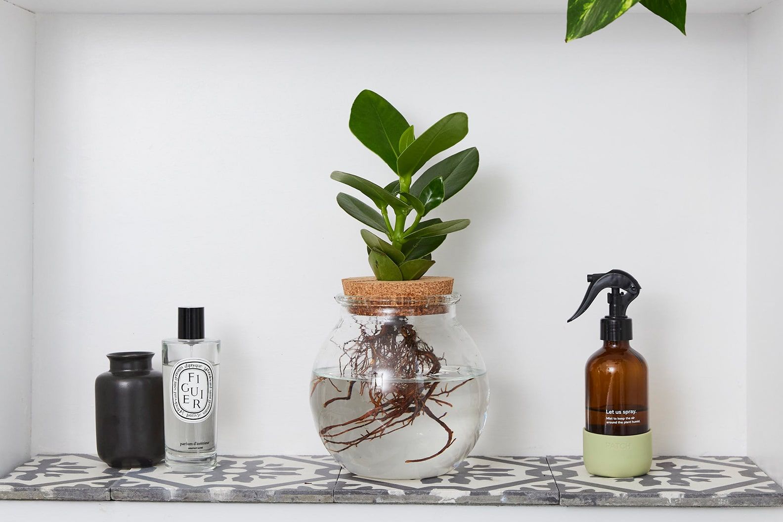 Hydroponic clusia princess in water in a glass bowl in a bathroom