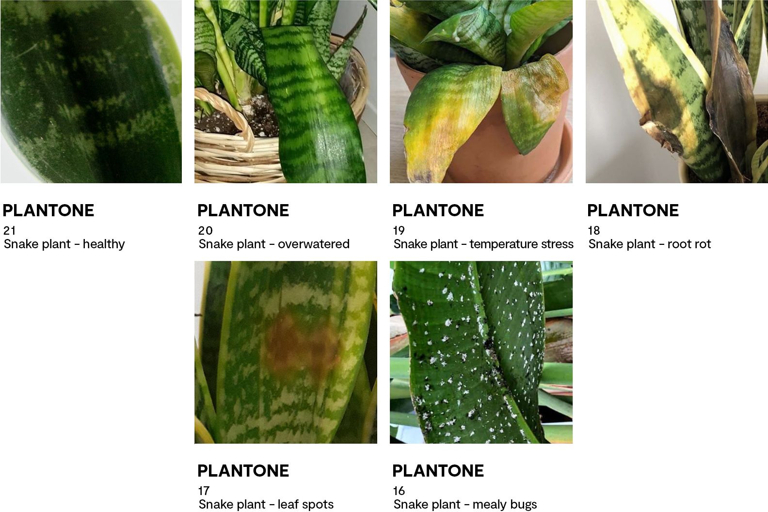 Colour swatches that demonstrate the health of a snake plant