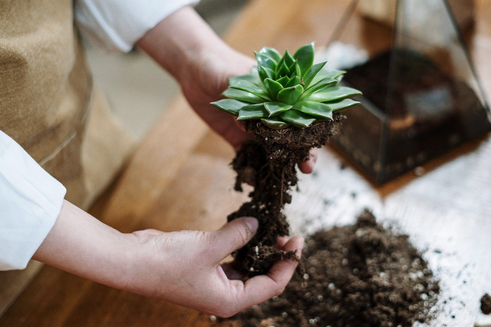 Green succulent being repotted