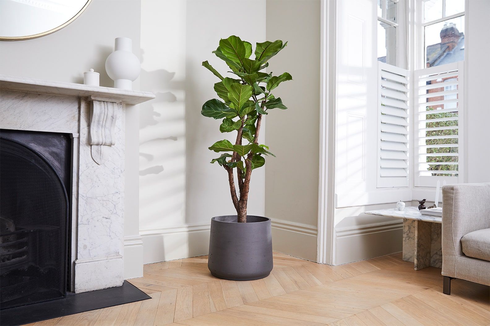 A fiddle leaf fig tree in a black clay pot in a living room