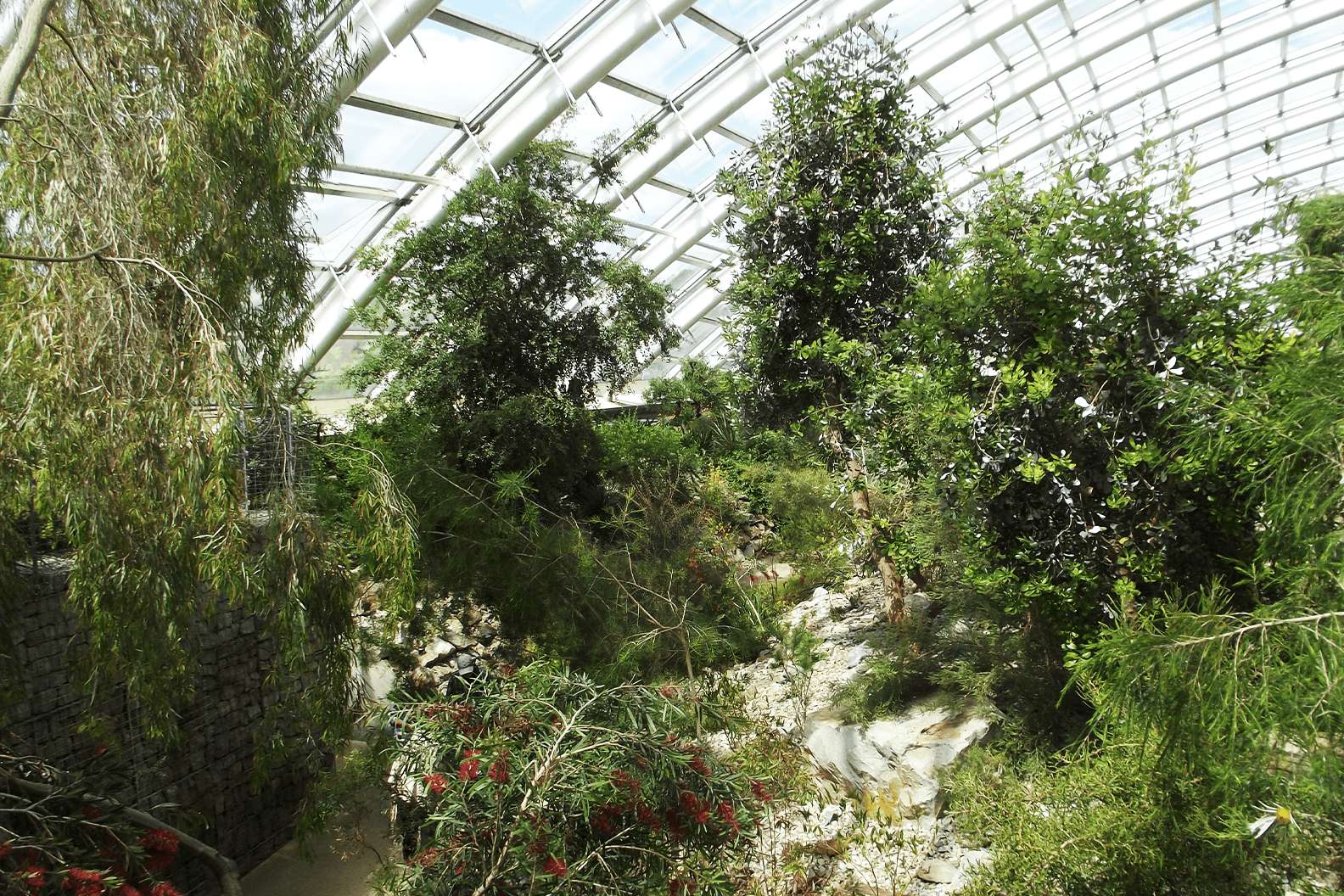 A wide shot image of very tall tropical trees with a winding path around them, inside of a large arch-shaped greenhouse.