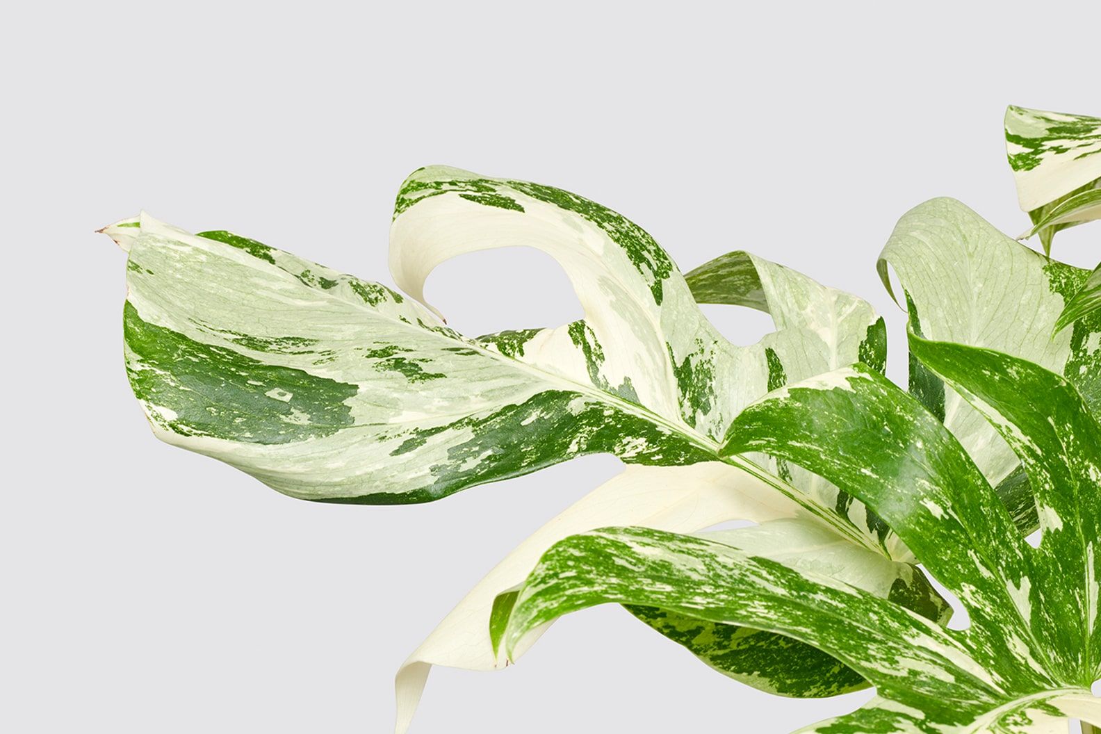 Close up of a variegated green and white monstera leaf