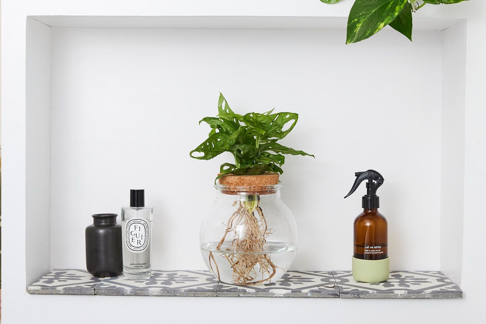 Hydroponic monstera adansonii in water in a glass bowl in a bathroom