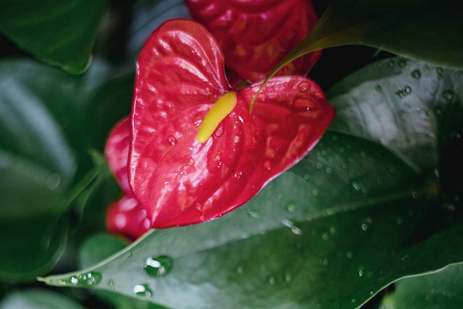 Close-up of an anthurium flower