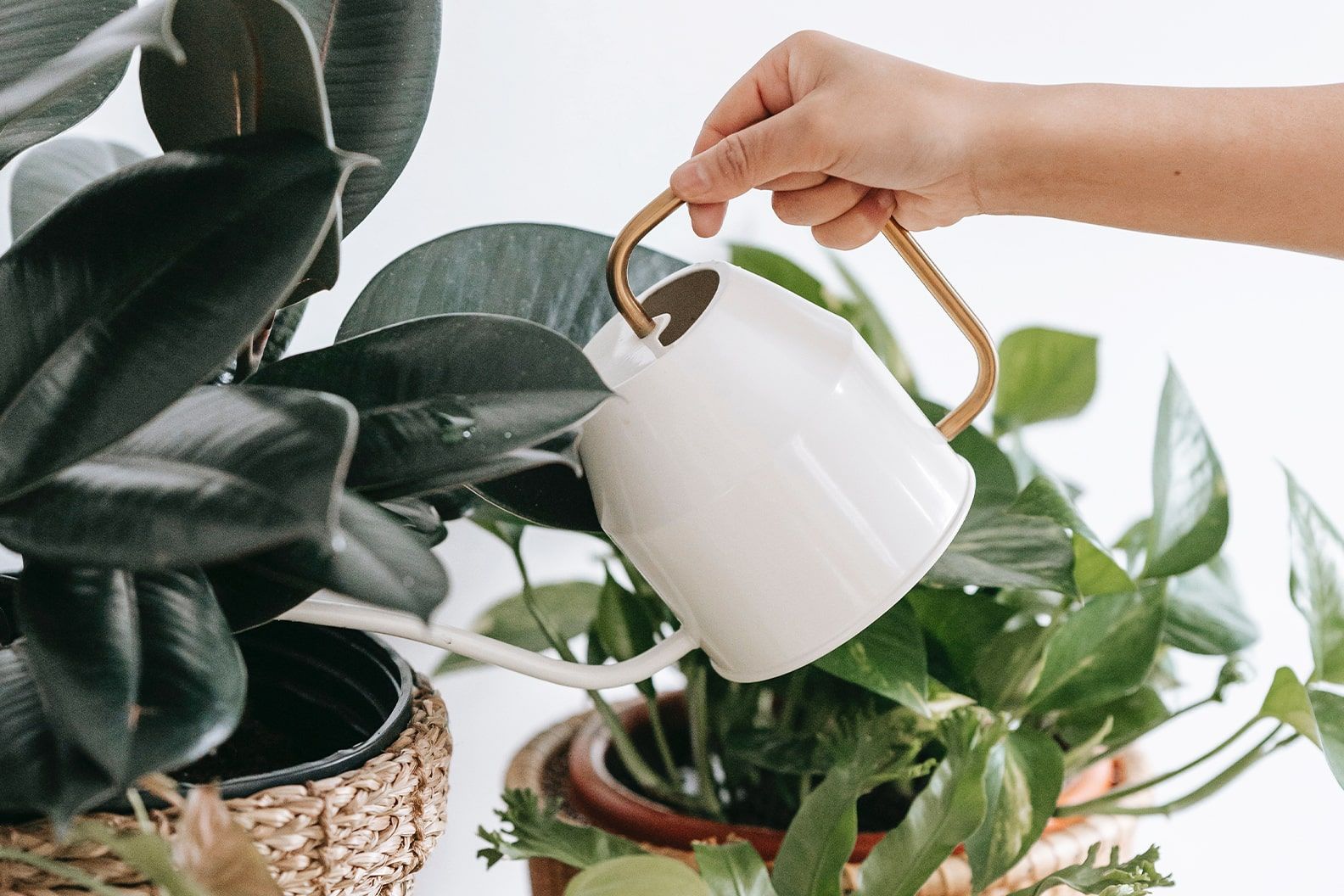 Close-up of a person watering a rubber plant with a small cream and gold watering can