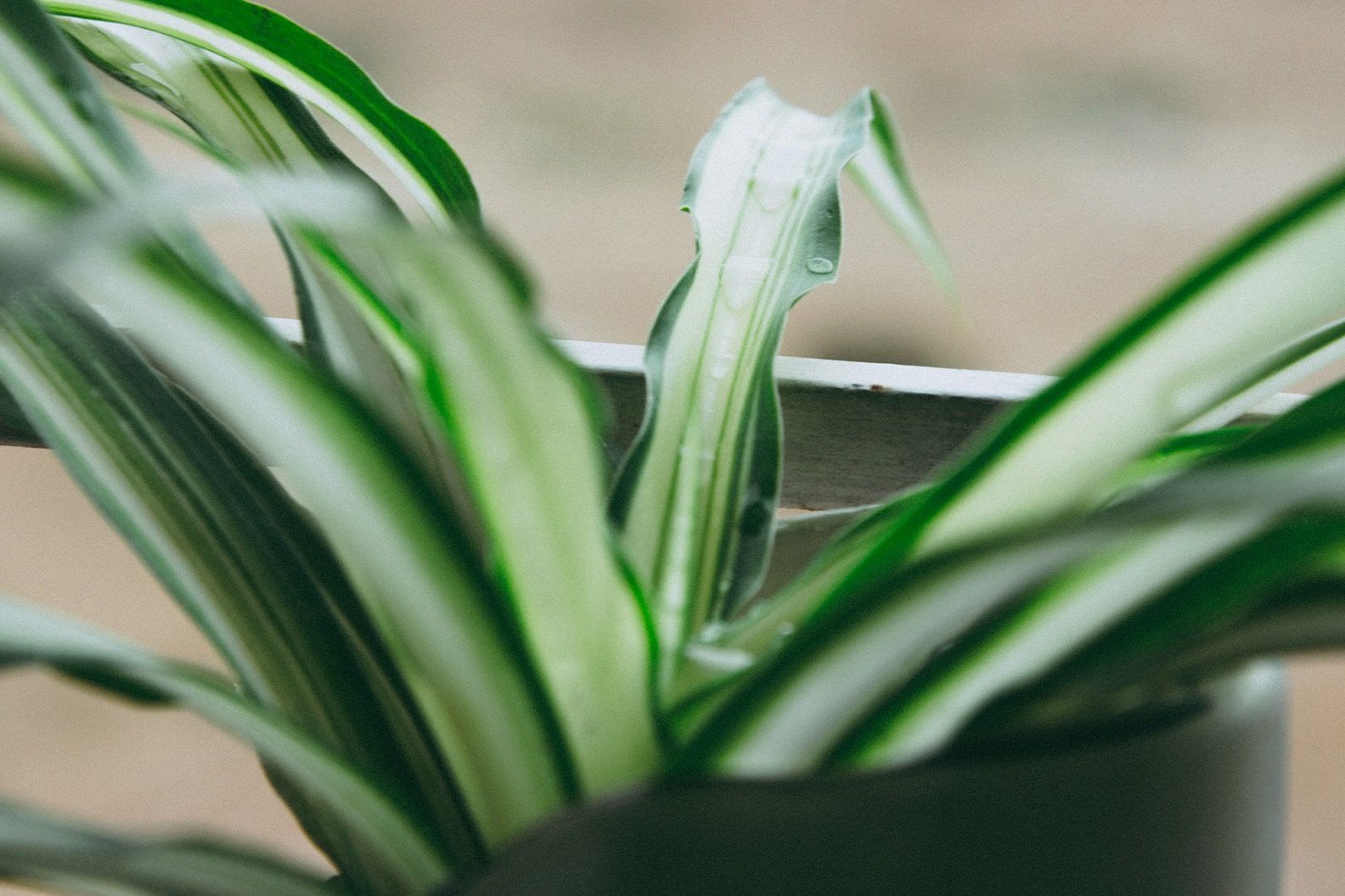 Close-up of a spider plant in a dark grey clay pot