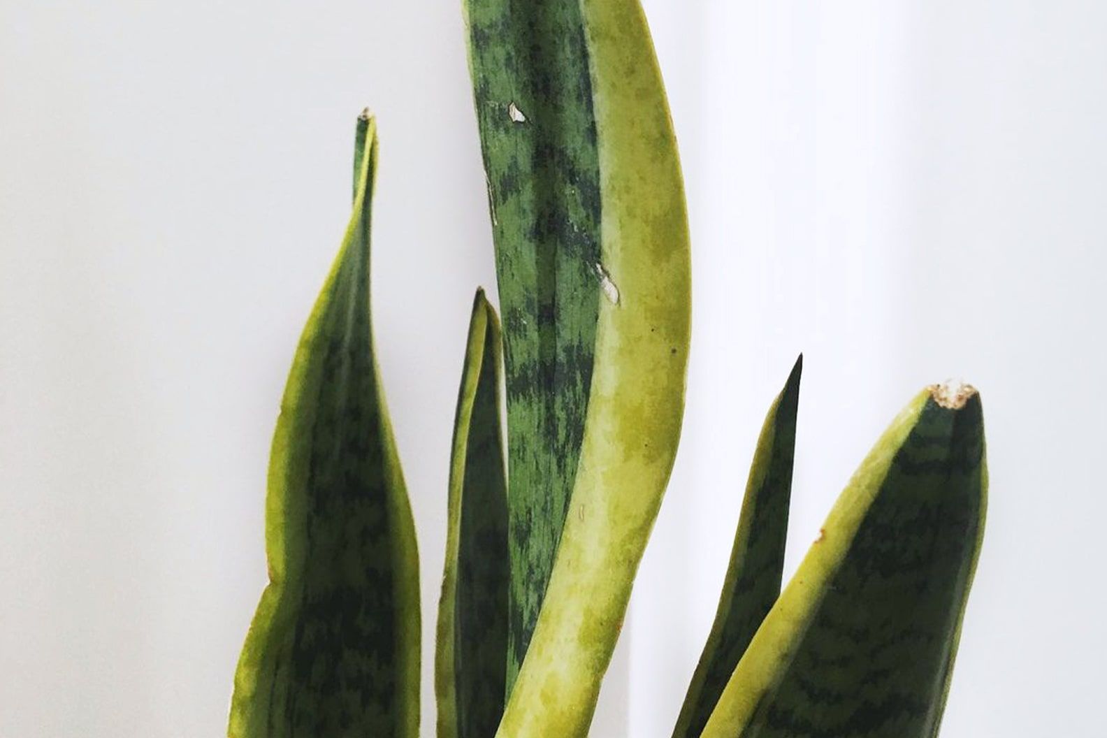 Close-up of a snake plant with scars on its leaves