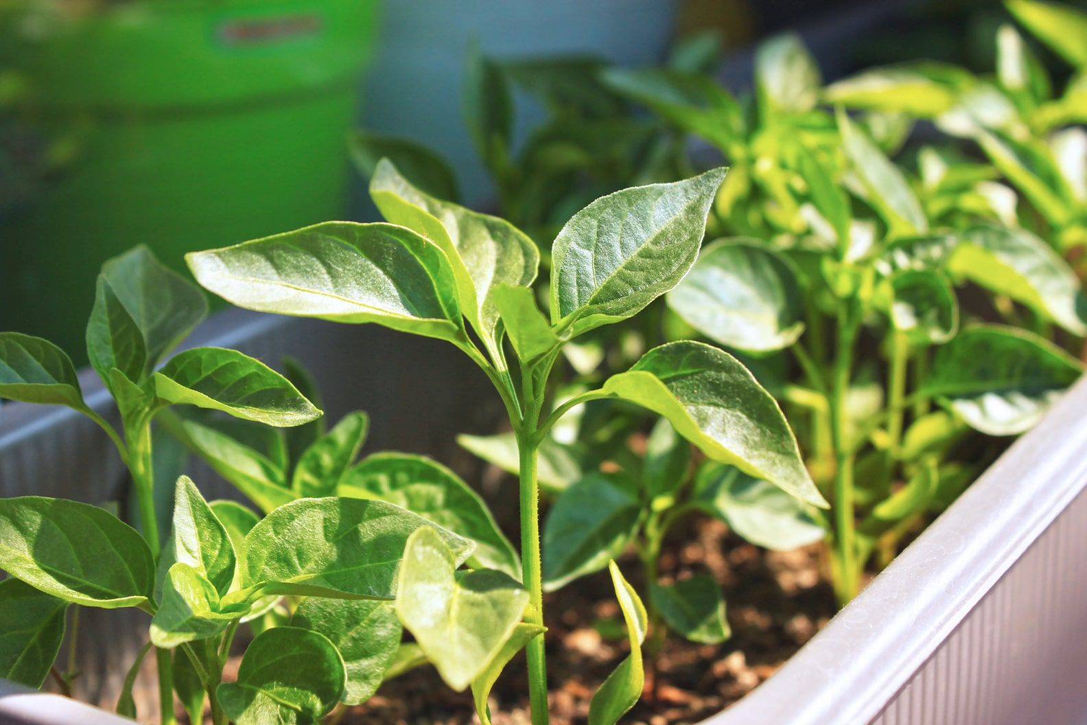 Close-up of chilli plant leaves