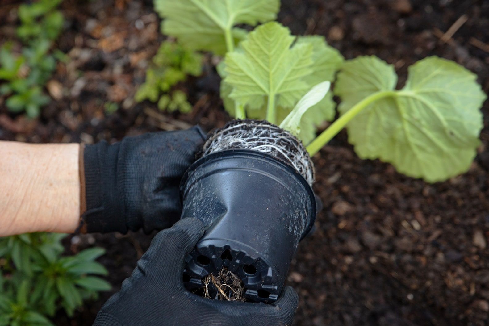 Courgette plant beinf taken out of a small nursery pot