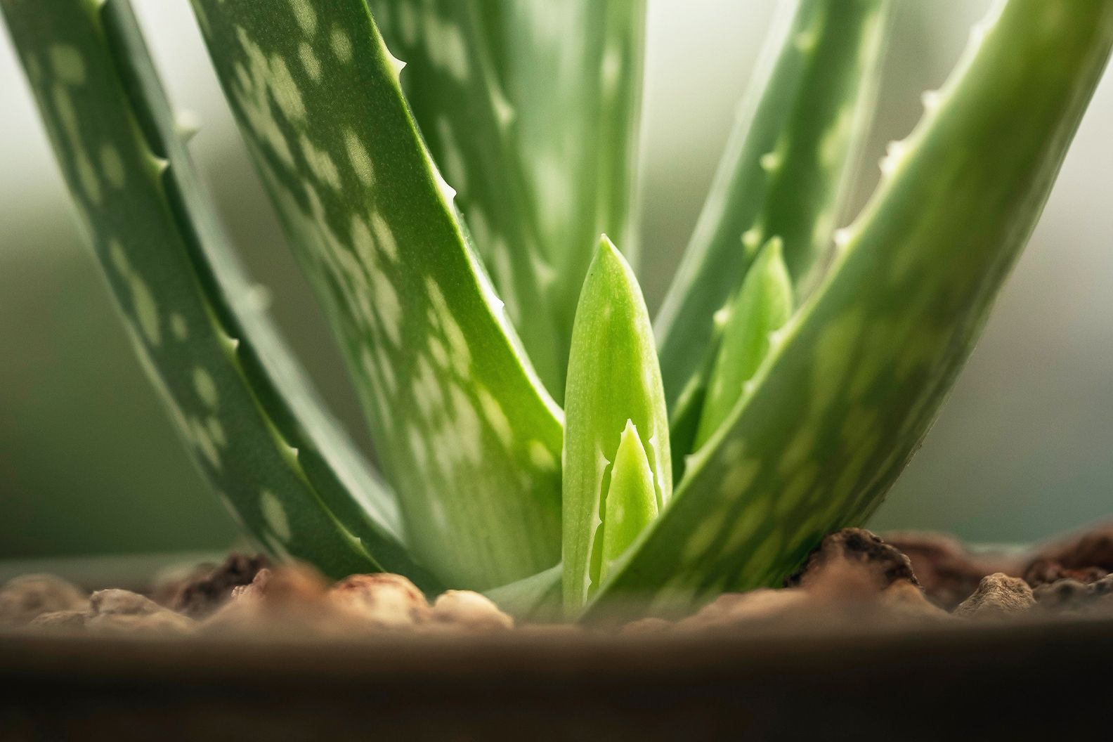 Close-up of an aloe vera pup