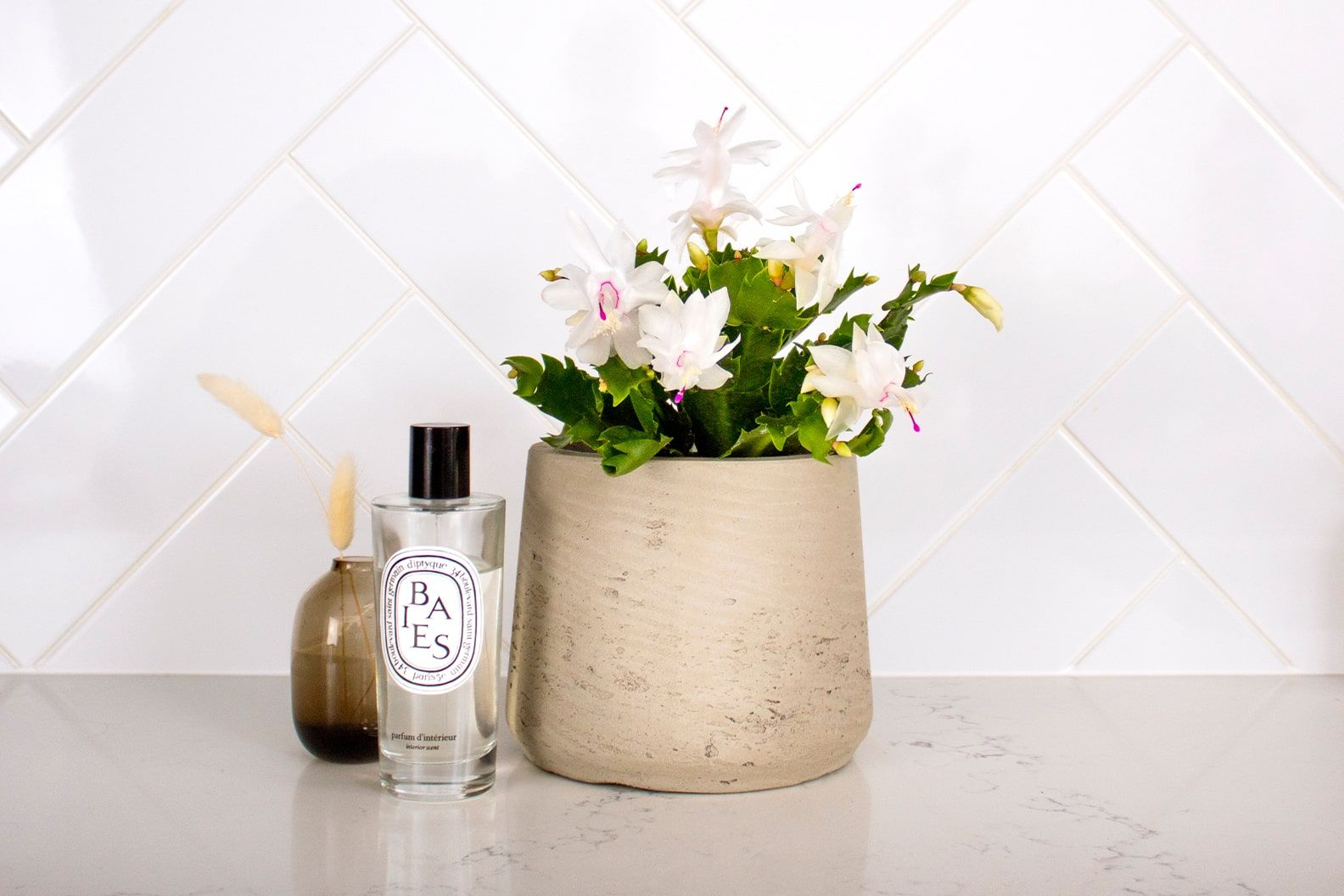 Flowering white Christmas cactus in a grey clay pot on a counter in a kitchen