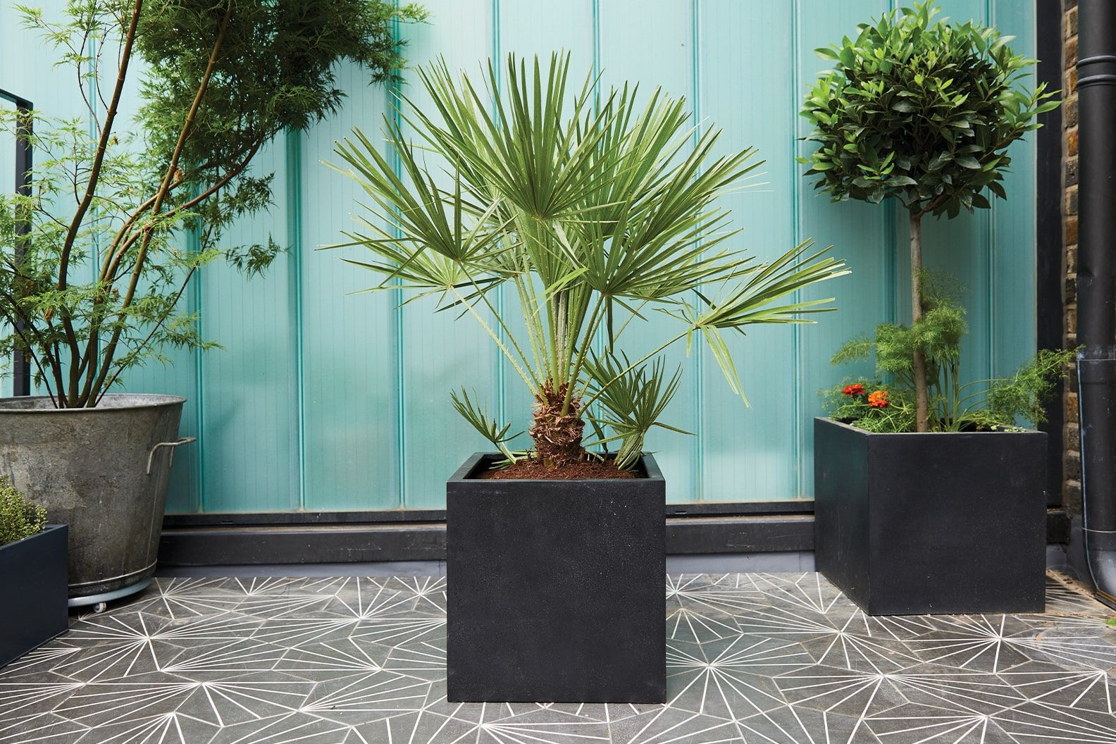 A modern outdoor courtyard with large statement pots containing evergreen and deciduous plants