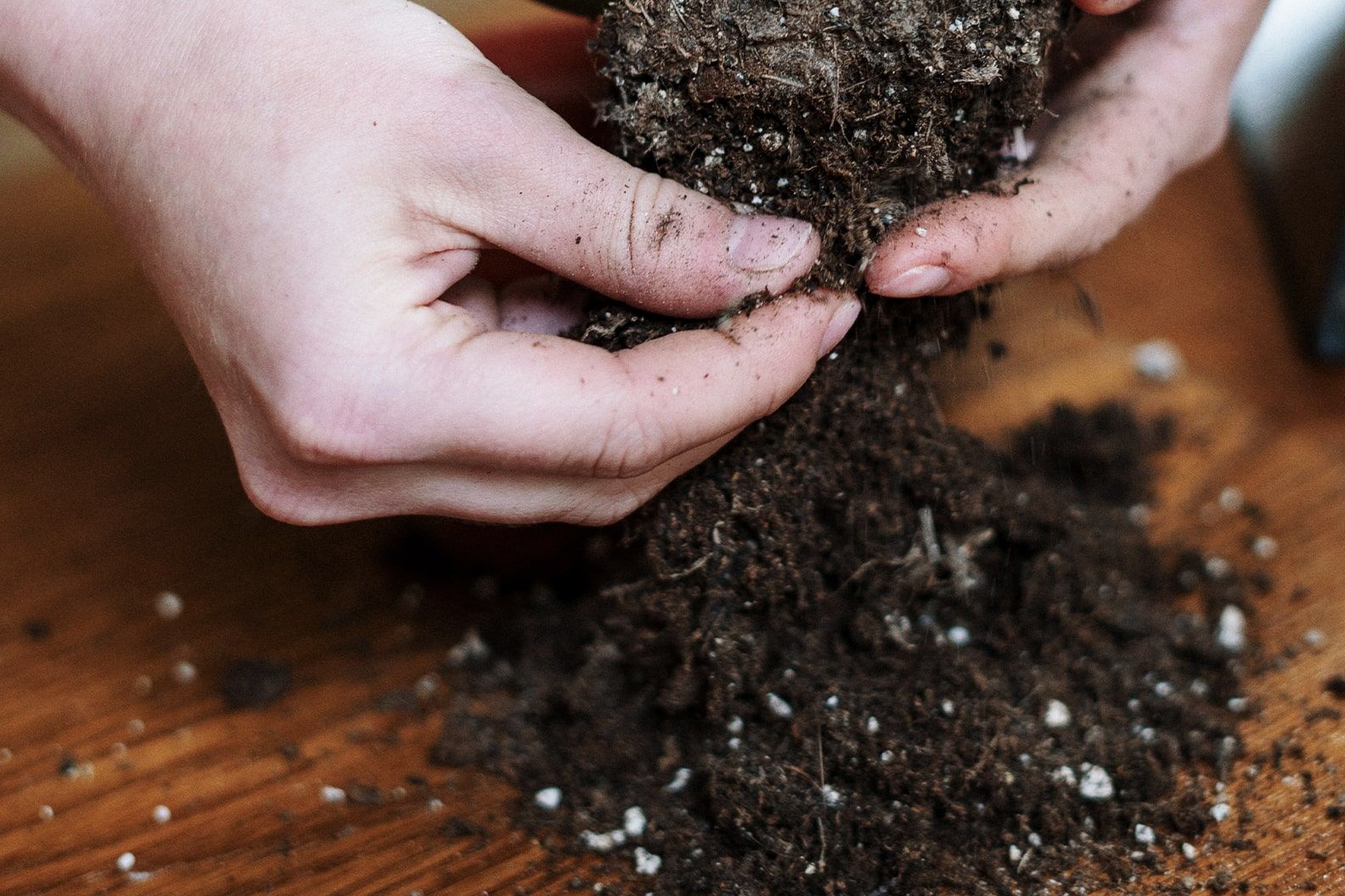 Close-up of hands in potting compost with perlite