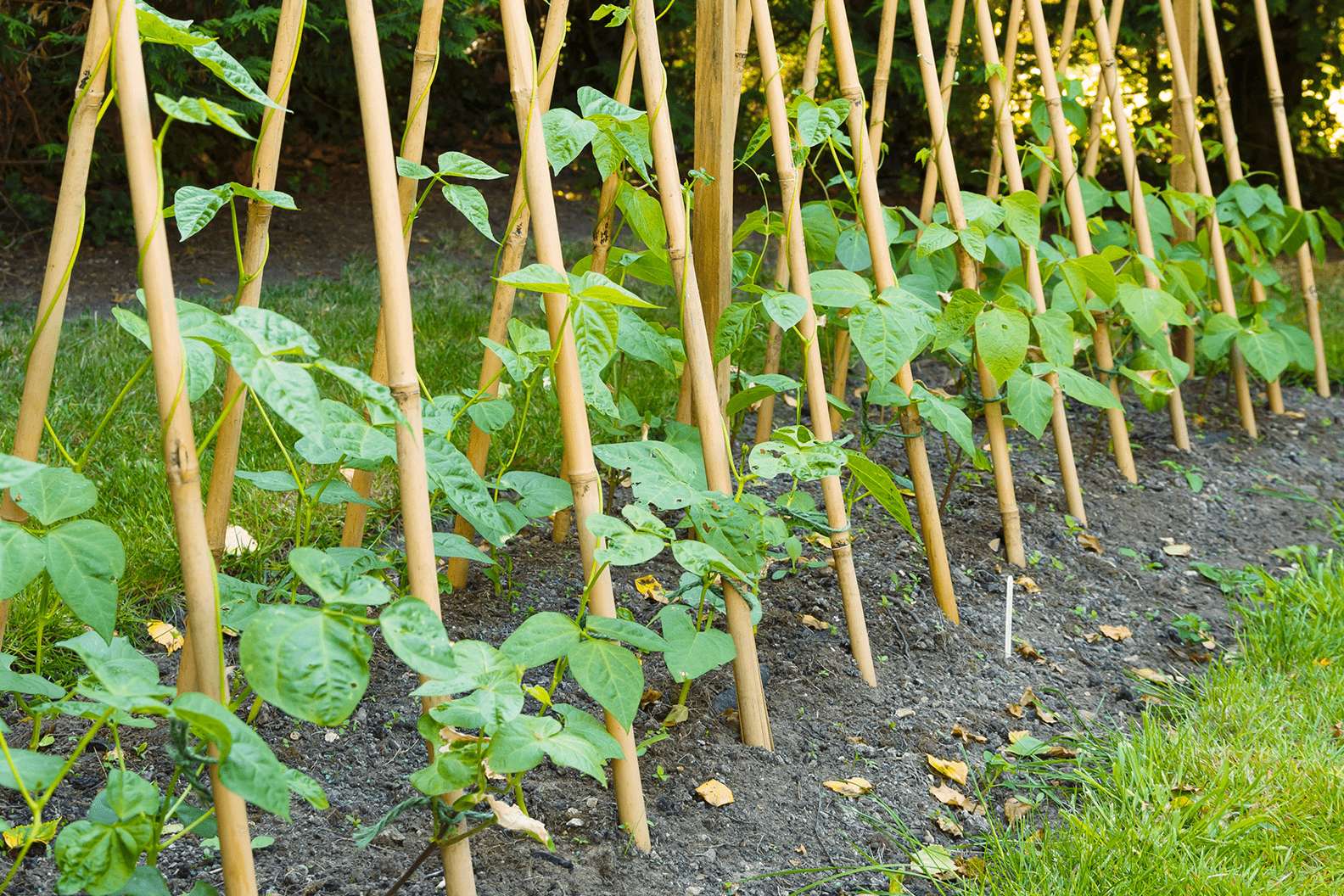 Runner beans growing up a bamboo bean frame