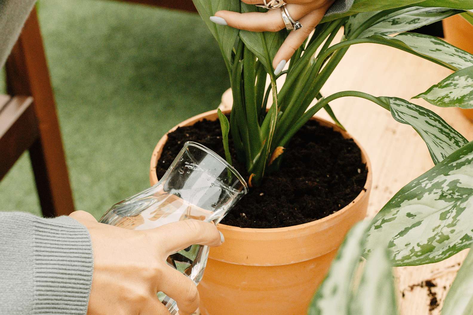 A person holding an outdoor potted plant so that the soil is exposed, pouring in some water from a small glass jug.