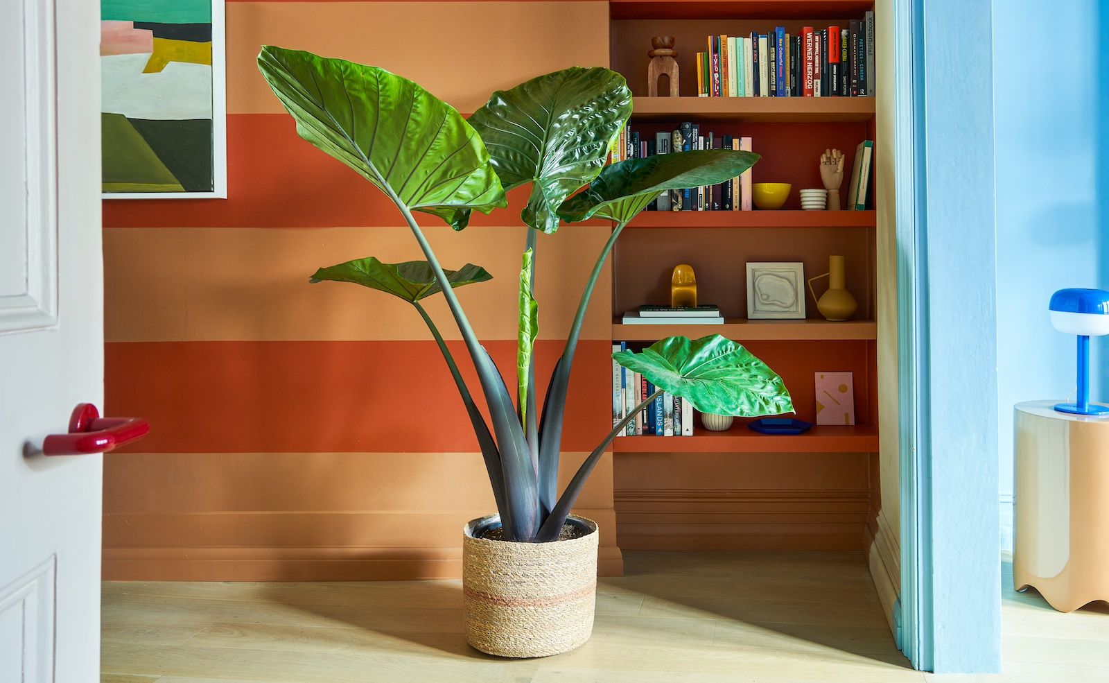 An Alocasia 'Dark Star' with dark stems is placed in front of a striped wall
